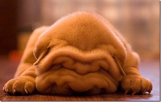 Image result for happy puppy sad puppy